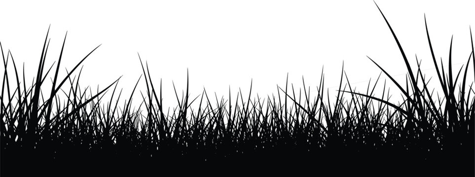 Black silhouette of tall wild grass blades and meadow weeds border isolated on white background for nature landscape design and summer outdoor spring backdrop (25 words)