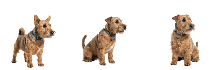 Glen of Imaal Terrier Isolated on White Background, Wicklow Terrier Studio Portrait, टेरियर, Purebred Irish Terrier Cutout, Low Slung Rough Coated Canine, Rare Small Breed Standing, Pet Image.
