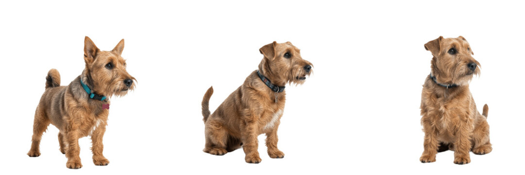 Glen of Imaal Terrier Isolated on White Background, Wicklow Terrier Studio Portrait, टेरियर, Purebred Irish Terrier Cutout, Low Slung Rough Coated Canine, Rare Small Breed Standing, Pet Image.