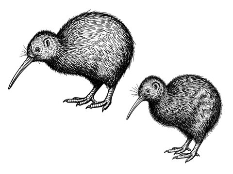 Kiwi bird engraving illustration for exclusive national branding