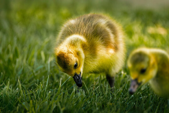 A cute, fluffy Canada goose gosling in sharp selective focus as it pecks at the green grass.
