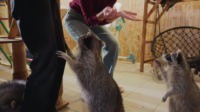 caucasian person feeding raccoons indoors, playful juveniles standing on hind legs begging for treats near wooden enclosure cozy rustic room, caretaker kneeling, hands extended, closeup fur and mask
