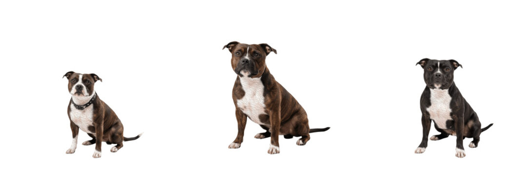 Staffordshire Bull Terrier Isolated on White Background, Staffy Studio Portrait, स्टैफोर्डशायर बुल टेरियर, Purebred Muscular Terrier Cutout, Short Haired Athletic Canine, Standing Alert, Pet Image.