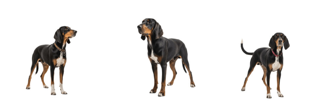 Treeing Walker Coonhound Isolated on White Background, Walker Hound Studio Portrait, ट्रीइंग वॉकर कूनहाउंड, Purebred Tricolor Scent Hound Cutout, Athletic Hunting Canine, Standing Alert, Pet Photograp