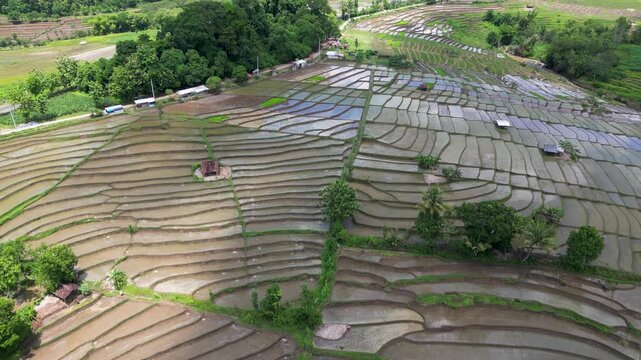 An aerial view of the geometric patterns of the Wonogiri rice terraces, Java, Indonesia. Distant mountains under clouds.