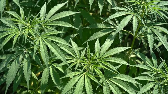 Cannabis plants in a field