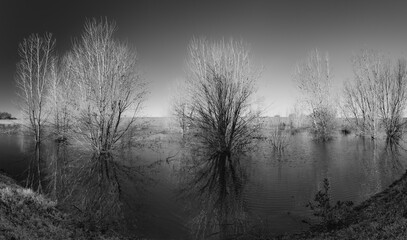Stark Reflections of Flooded Trees in a Levee Zone