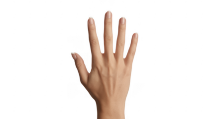 Hand with numbered fingers for anatomy reference human isolated on a transparent background
