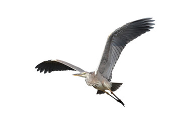 Beautiful flying Grey Heron isolated on transparent background png file	