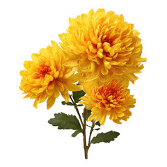 A vibrant cluster of three yellow chrysanthemum blooms against a stark black background
