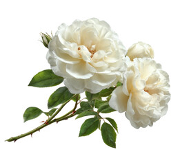 Delicate cream-colored rose blooms with vibrant green leaves and thorns, isolated on black