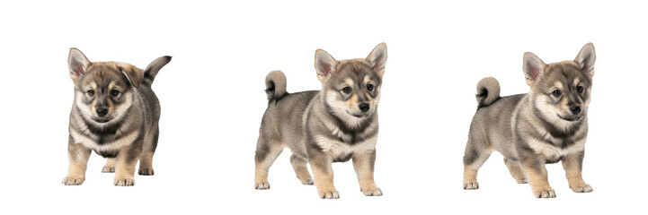 Swedish Vallhund Puppy Isolated on White Background, Västgötaspets, Purebred Small Herding Breed,...