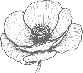 Obraz premium hand drawn black poppy vector illustration featuring a floral sketch design with nature-inspired blossom ornaments and elegant leaf textures for a decorative plant art card