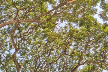 Landscape the big tree with nature background