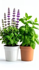 Fototapeta premium Two potted herbs, one with purple flowers and one with green leaves, on a white background.