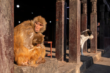 Swayambhunath Stupa in Kathmandu, Nepal