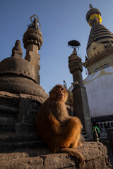 Swayambhunath Stupa in Kathmandu, Nepal
