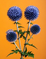 Obraz premium Vibrant Blue Globe Thistles Against a Striking Orange Background.