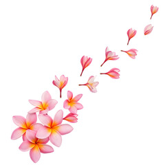 Pink plumeria flowers cluster isolated on transparent background
