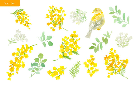 Watercolor vector clipart set with abstract hand painted mimosa flowers, white wild flowers and little bird for post card, web, banner, stationary and pattern.