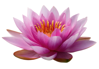 Isolated close-up of a pink water lily flower with yellow stamen, blooming gracefully