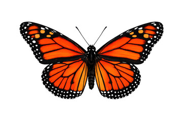 Obraz premium Monarch butterfly displaying orange and black wings. Insect with detailed patterns on a transparent background