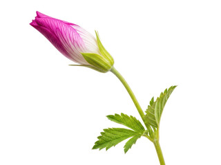 Naklejka premium Pink flower bud with green leaves and stem isolated on transparent background