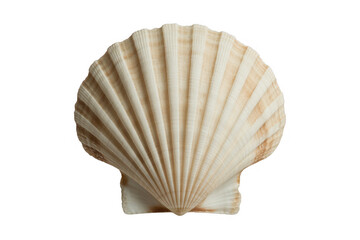 Scallop Shell seashell ocean beach isolated on a transparent background