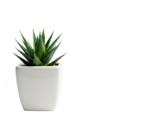 Small green succulent plant in white ceramic pot isolated on transparent background