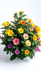 Obraz premium Vibrant Portulaca Grandiflora Flowers in Full Bloom.