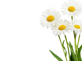 Bright white daisies with yellow centers isolated on transparent background