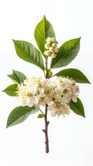 White Cherry Blossom Branch with Green Leaves on White Background.