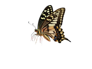 Obraz premium Closeup of a swallowtail butterfly with open wings isolated on transparent background