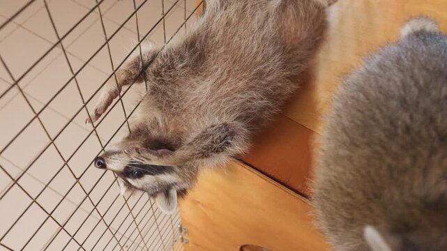 young raccoon reaching through wire cage entreating attention with uplifted paw alert masked face, wet snout, wooden perch, enclosure bars, rescue center context, hopeful mood, closeup overhead angle