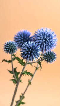 Close-up of Globe Thistle Flowers Against a Peach Background.