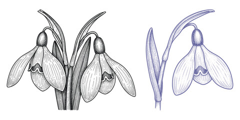 Snowdrop flowers with leaves in sketch and outline styles vector illustration set for spring