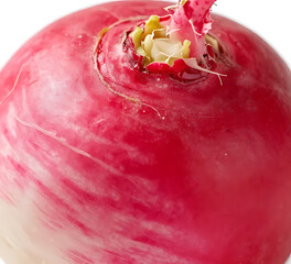 Macro close-up of radish skin texture