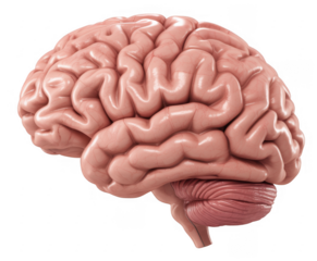 Human brain pink brain anatomy isolated on a transparent background