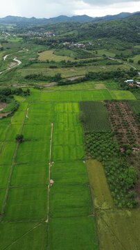 Aerial rice field farmland valley mountain village river plantation landscape agriculture, green patchwork paddies, winding stream, rural road, forested hills, cloudy monsoon sky
