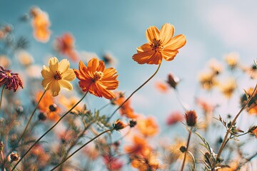 Close-up of vibrant orange and yellow flowers reaching towards a bright blue, sunny sky