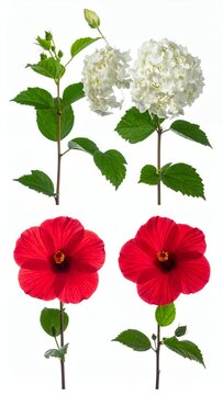 Floral arrangement featuring red hibiscus and white hydrangea blossoms on stems.