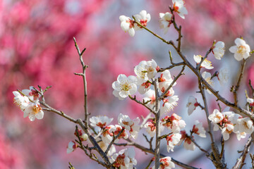 満開の白い梅の花と背景に霞む紅梅の春の風景