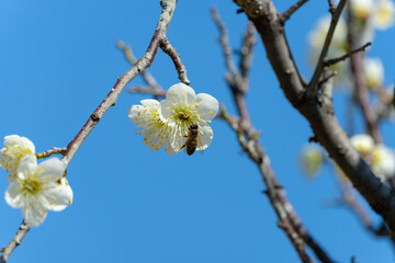 青空を背景に白い梅の花の蜜を吸うミツバチ