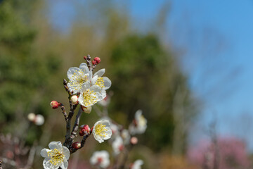柔らかな日差しを浴びて開花する白い梅の花と赤い蕾