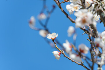 晴天の青空に映える白い梅の花とコピースペース