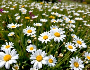Fototapeta premium A field filled with daisies, creating a lush display of nature's beauty.