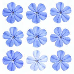 Fototapeta premium Nine delicate blue plumbago flowers arranged on a white background.