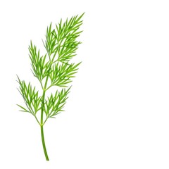 Obraz premium A single fresh sprig of bright green dill herb isolated against a pure white background, emphasizing flavor, freshness, and culinary uses ,delicate ,garnish ,fresh