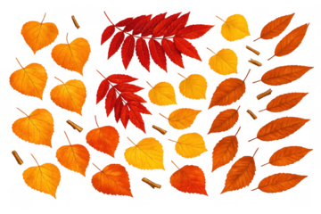 Autumn foliage set featuring various colorful fall leaves in red, orange, and yellow hues with transparent background