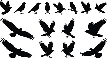 Obraz premium Bird silhouette collection illustration, flying perched bird shapes set, wildlife nature design elements, black white animal vector icons